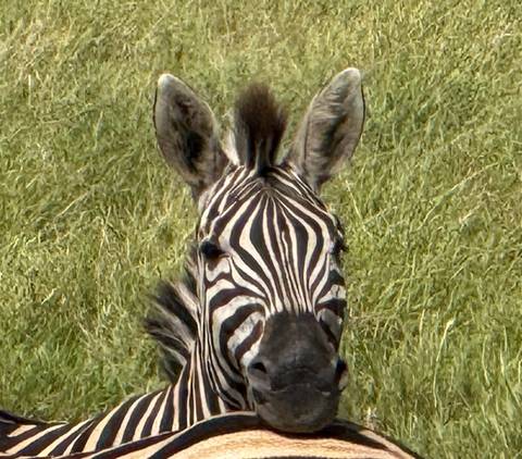 Close-up frontal portrait of a zebra peering through tall green grass.