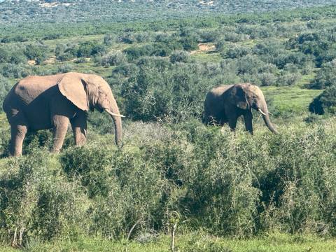 Two African elephants graze among dense green shrubbery in a sunlit reserve.
