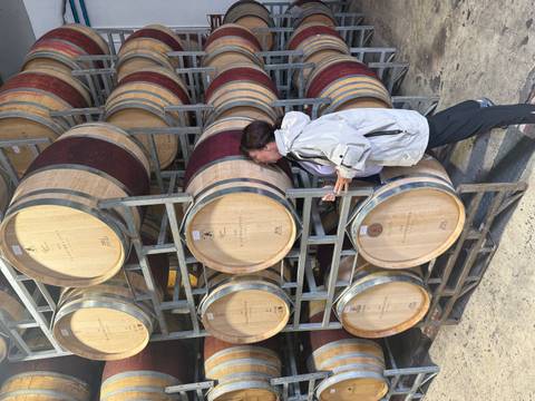 Visitor in a winery playfully smells a large oak barrel stacked in rows inside a cellar.