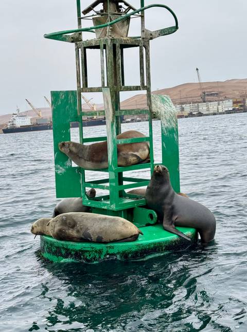 Several sea lions lounging on a bright green buoy in a harbour with ships and cranes in the background.
