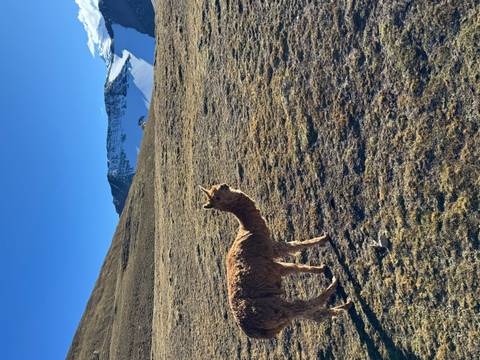 A single alpaca standing on a high Andean plain with snow-capped peaks in the distance.