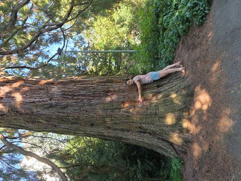 Young woman hugging a massive tree trunk in a lush park.