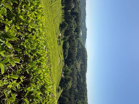 Expansive verdant tea plantations rolling across Boseong hills under bright sun.