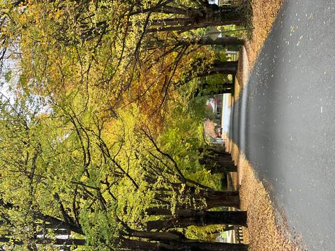 Tree-lined rural road covered in golden autumn leaves forming a natural tunnel perspective.