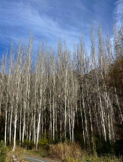 Stand of tall leafless poplar trees against a blue sky in late winter.