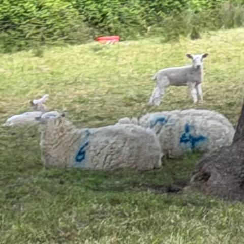 Duplicate blurry image of sheep with blue markings in pasture.