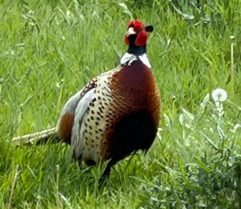 Pheasant with vivid plumage standing in tall green grass.