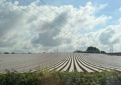 Wide agricultural field covered with neat plastic-lined rows under a partly cloudy sky.