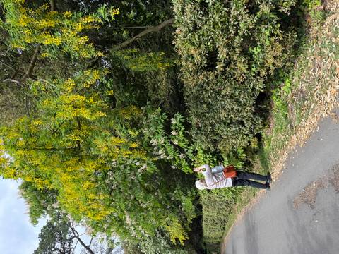 Traveller photographing yellow flowering tree beside a country lane.