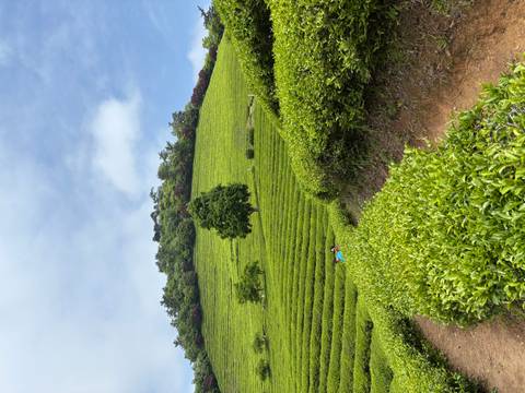 A rolling hillside tea plantation glows green under a partly cloudy sky with a lone tree standing tall.