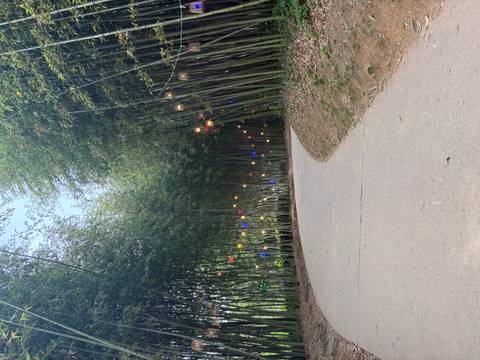 An empty winding path leads through tall bamboo lit by small colored lanterns.
