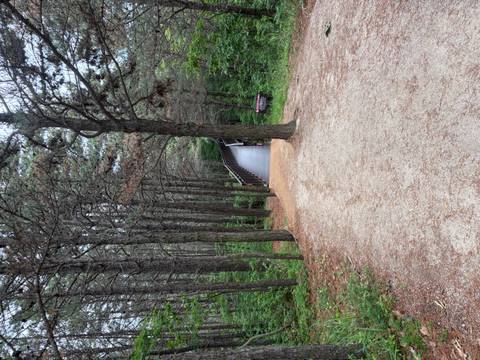 A quiet forest trail leads to a metal bridge disappearing into dense pine woods.