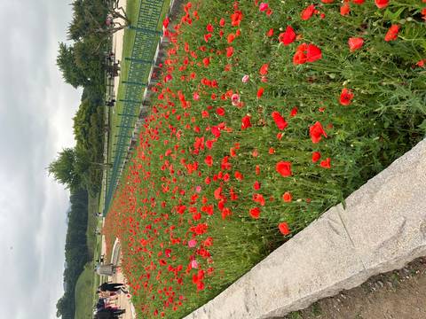 Long vibrant field of red poppies bordered by a stone path with a few distant visitors walking.