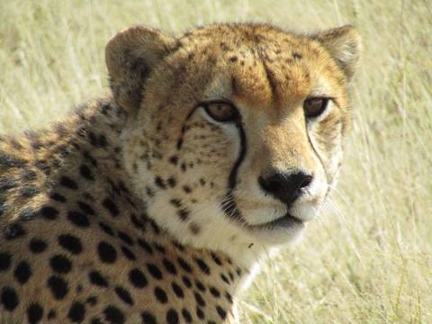 Close-up portrait of a cheetah resting in tall golden grass.
