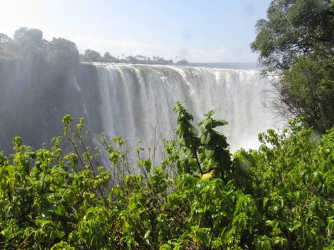 Powerful curtain of water plunging over Victoria Falls framed by lush green foliage.