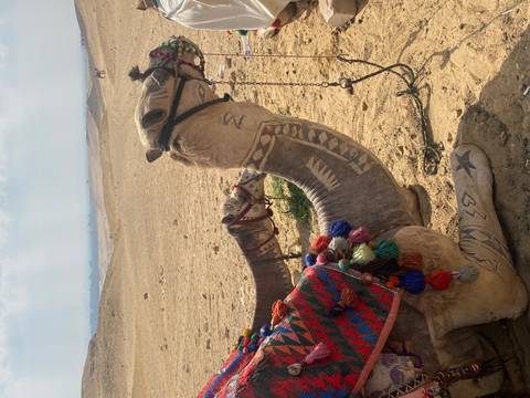 Decoratively saddled camel resting on desert sands near Giza plateau