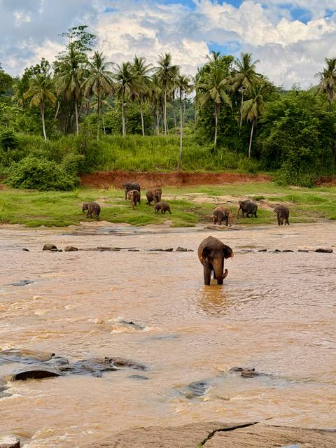 Several elephants graze along a muddy riverbank while one stands in the shallow water.