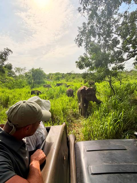 Tourists in a safari jeep watch elephants emerging from tall green grass.