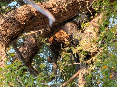 Leopard resting high in a tree, partially concealed by branches and leaves.