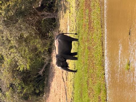 Lone elephant grazes on a grassy riverbank with dry scrub behind.