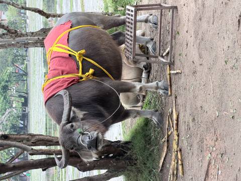 Water buffalo draped in a red cloth standing beside a calf in rural setting.