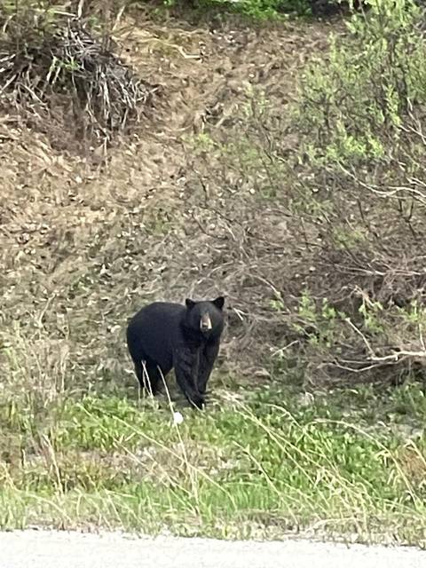 A solitary black bear stands alert amid brush and young spring foliage.