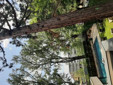 Outdoor hotel pool shaded by tall pines with lounge chairs and city apartments nearby.