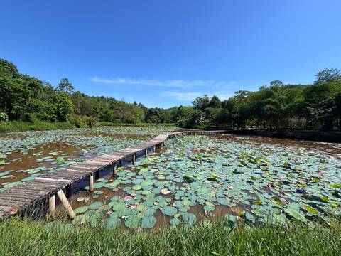 A wooden footbridge meanders across a tranquil lotus pond surrounded by lush greenery.
