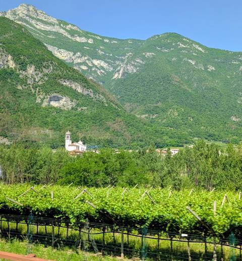 Rural valley with vineyard rows and small church beneath steep forested mountains