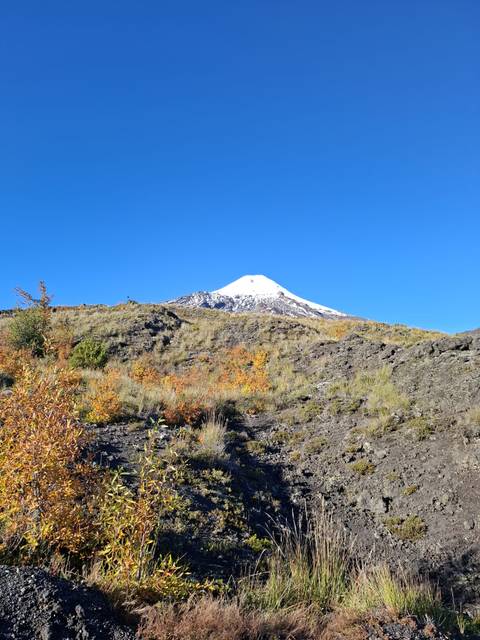 Snow-capped Villarrica Volcano rises against a deep blue sky above scrubland dotted with autumn foliage.