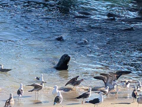 Sea lion pops its head above shimmering harbour water surrounded by gulls waiting for scraps.
