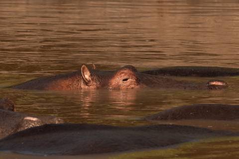 A hippopotamus partially submerged in muddy river water, eyes and ears just above the surface.