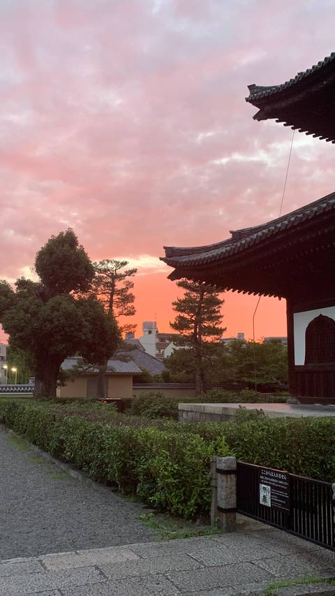 Pink-orange sunset sky behind silhouetted temple roof and pine trees in a Japanese cityscape