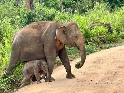 Mother elephant and calf walking along a dirt road through tall grass.