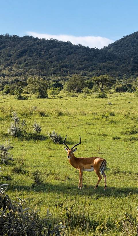 Isolated antelope standing in tall grass of expansive savannah.