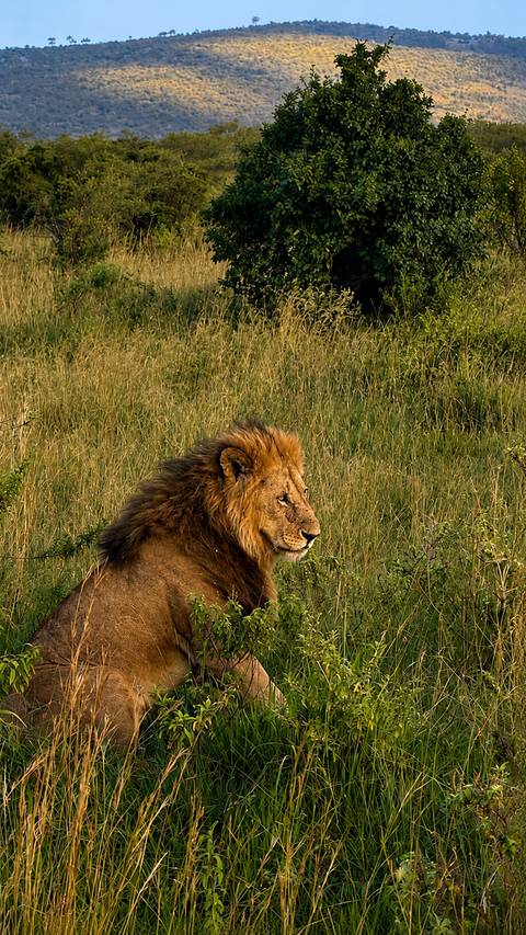 foto de reseña de cliente de Safari de lujo de 10 días en Masai Mara, Kenia - Viaje asequible a la naturaleza y la playa