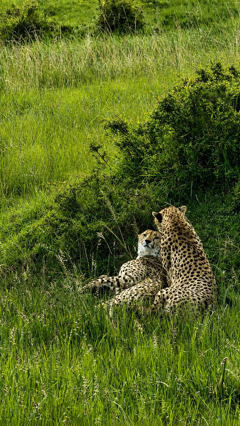 foto de reseña de cliente de Safari de lujo de 10 días en Masai Mara, Kenia - Viaje asequible a la naturaleza y la playa
