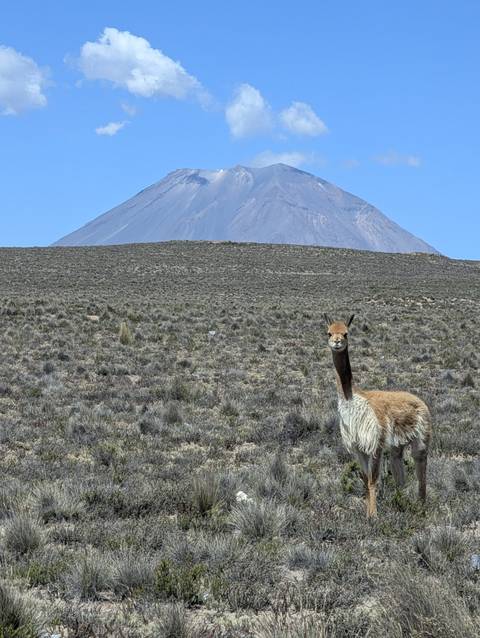 Vicuña stands on scrubby plateau with snow-capped Misti volcano rising behind