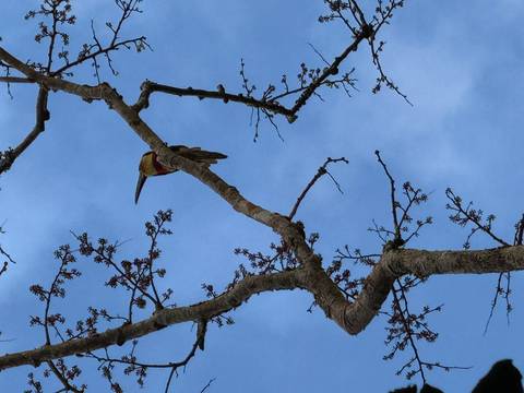 Colorful bird perched high on a bare tree branch against a blue sky.