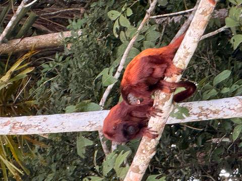 Two russet-colored monkeys perched side by side on a tree branch in a lush rainforest canopy.