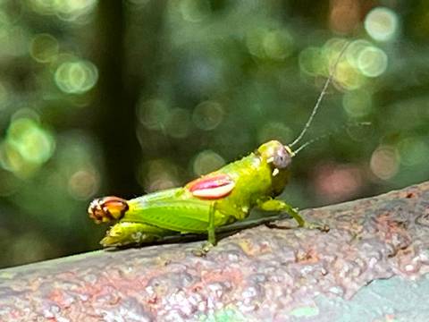 Macro shot of a bright green grasshopper perched on a branch in tropical forest light.