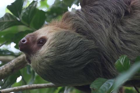 A sloth hanging upside-down among green leaves, its face and fur clearly visible.