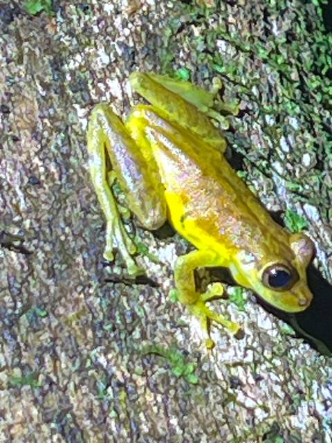 Macro shot of a small yellow tree frog on bark, image grainy and slightly out of focus.