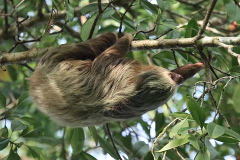 Wide shot of a two-toed sloth dangling from a tree branch in lush foliage.