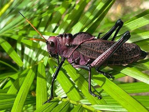 Vibrant purple grasshopper standing on bright green palm leaves in sunshine.