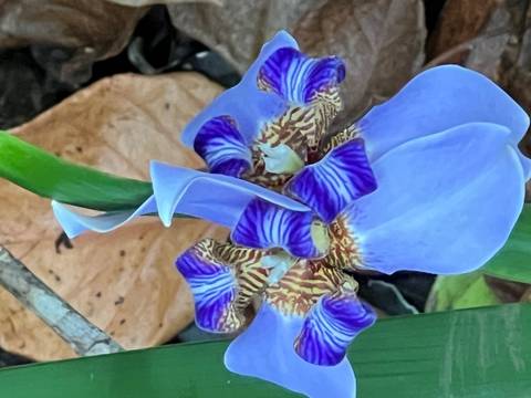 Detailed shot of a blue and purple tropical orchid flower with patterned petals.