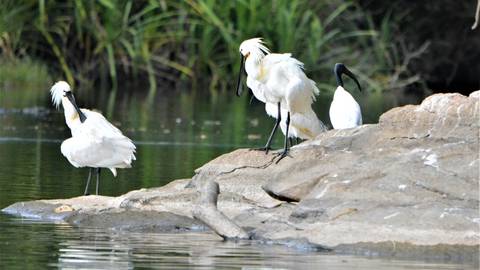 White spoonbill birds standing on a rock ledge beside calm backwater surrounded by greenery.