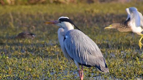 A grey heron standing alert in a marshy wetland with blurred birds in background.