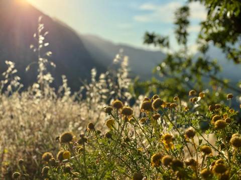 Back-lit wildflowers with hazy Greek mountains forming a dreamy backdrop.