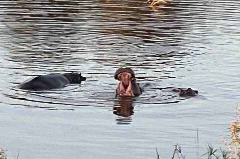 Three hippos partially submerged in a rippling river with one yawning.